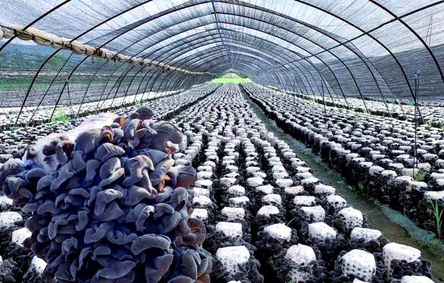 Northeast black-mule planting technology