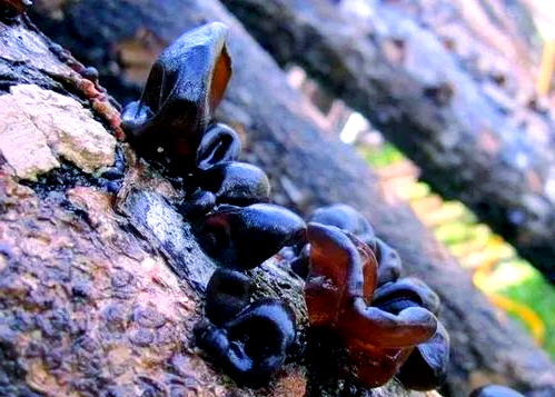 Northeast black-mule planting technology