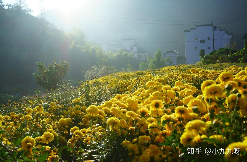 菊花茶种植方法和时间