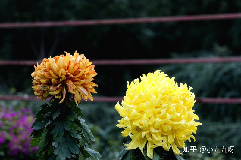 菊花茶种植方法和时间
