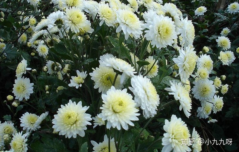 菊花茶种植方法和时间