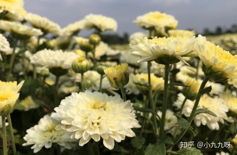 菊花茶种植方法和时间