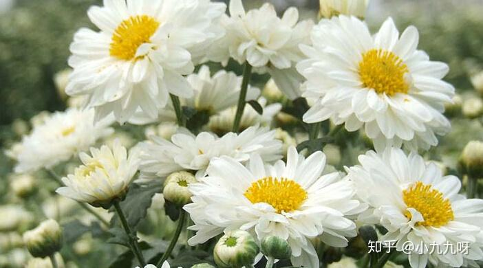 菊花茶种植方法和时间