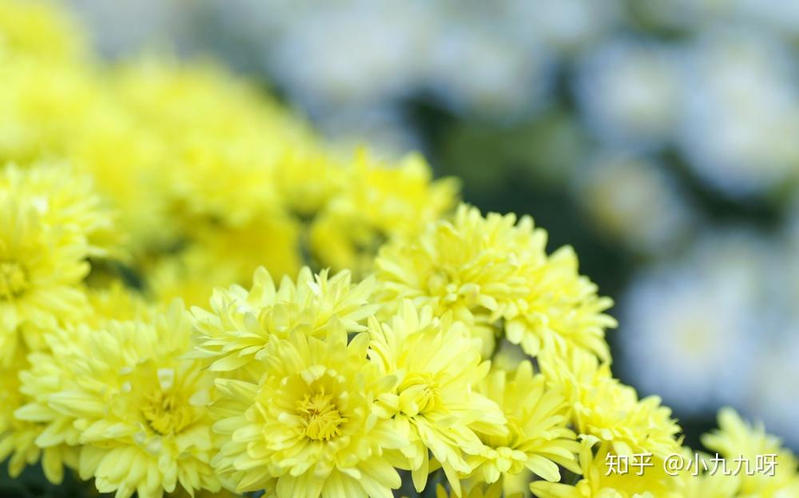 菊花茶种植方法和时间