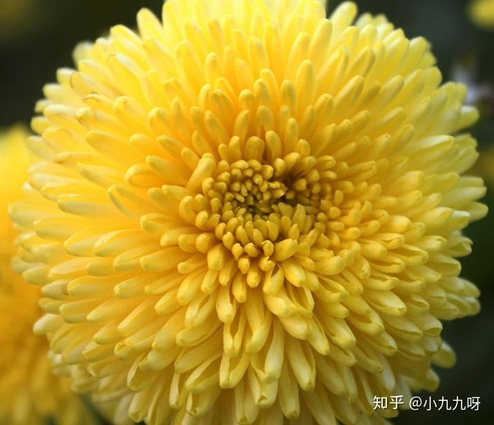 菊花茶种植方法和时间