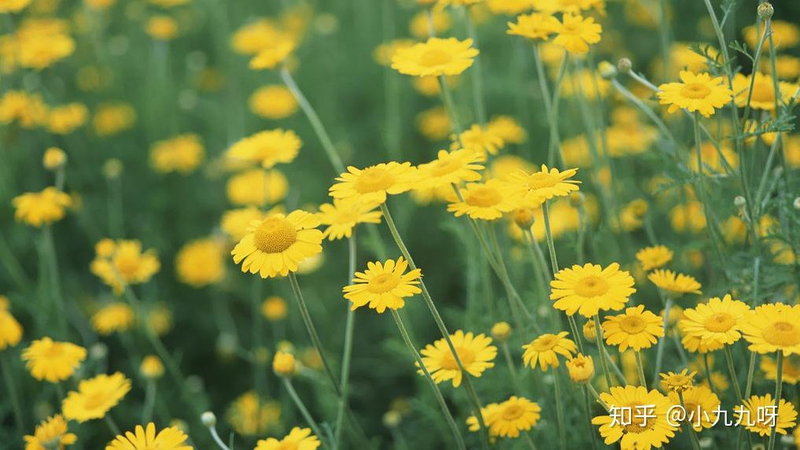 菊花茶种植方法和时间