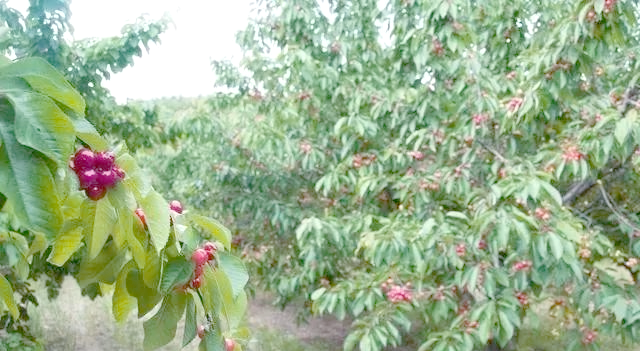 The technology of big cherry cultivation