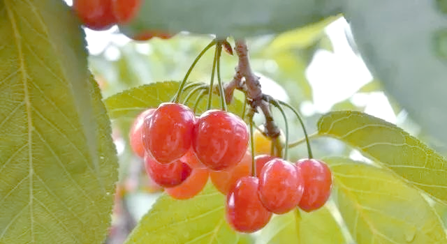 The technology of big cherry cultivation