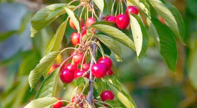The technology of big cherry cultivation