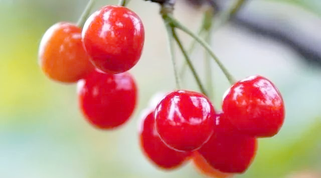 The technology of big cherry cultivation