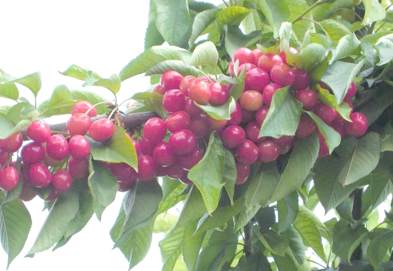 The technology of big cherry cultivation