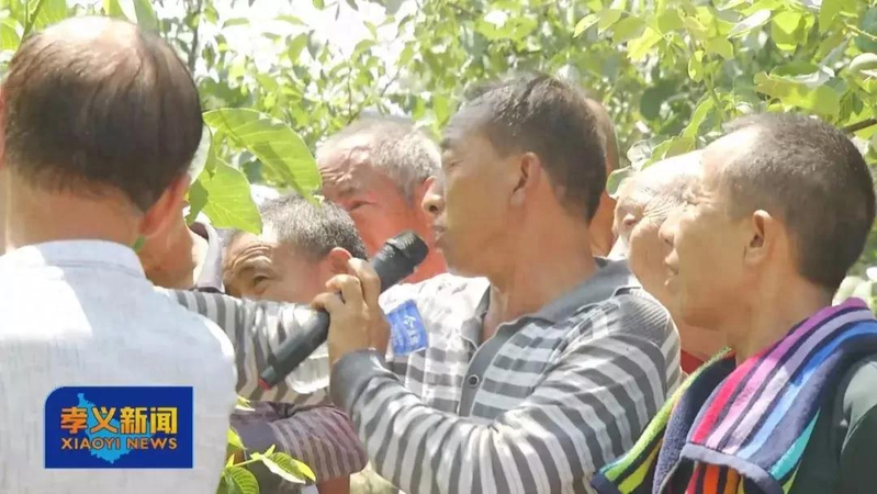 Plantation of walnut trees