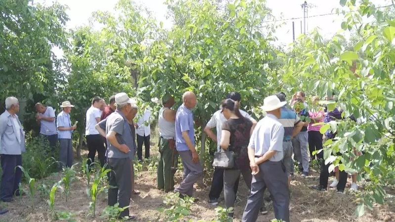 Plantation of walnut trees