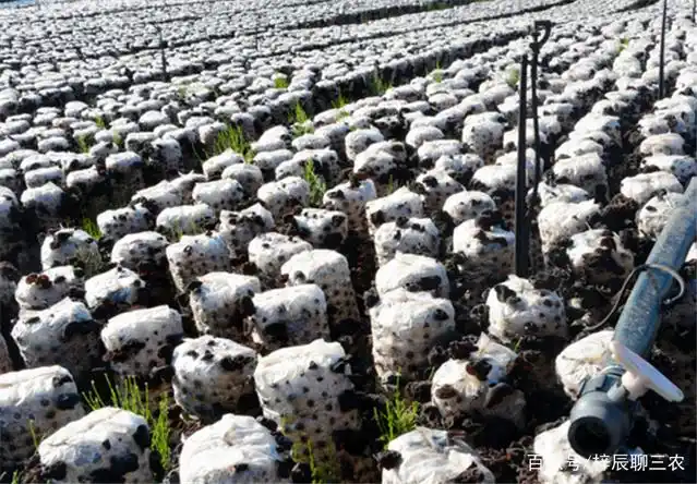 东北黑木耳种植技术