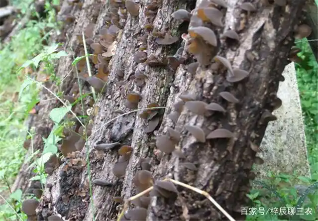 东北黑木耳种植技术