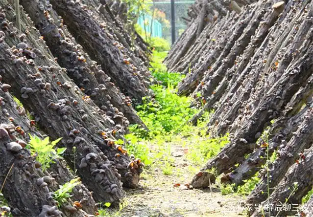 东北黑木耳种植技术