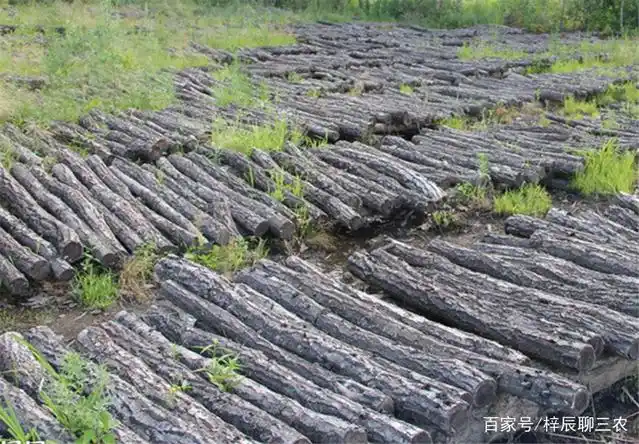 东北黑木耳种植技术