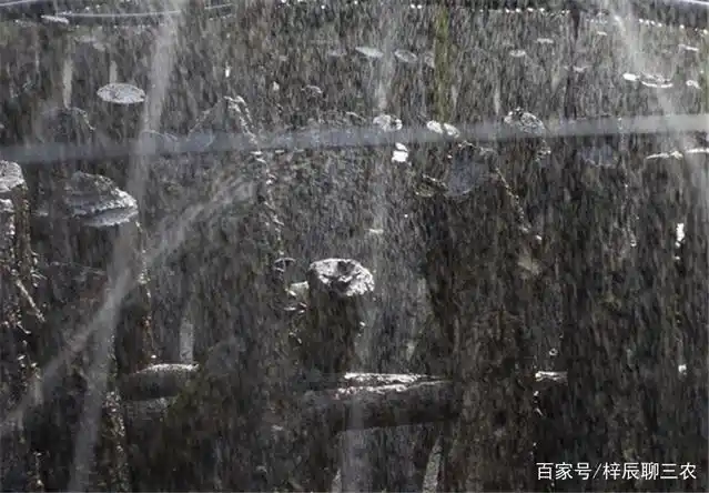 东北黑木耳种植技术