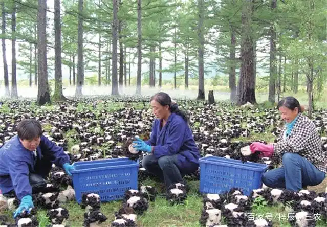 东北黑木耳种植技术