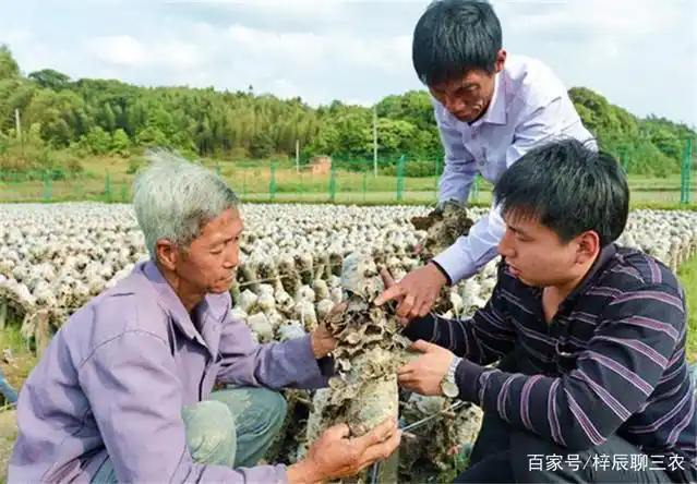 东北黑木耳种植技术