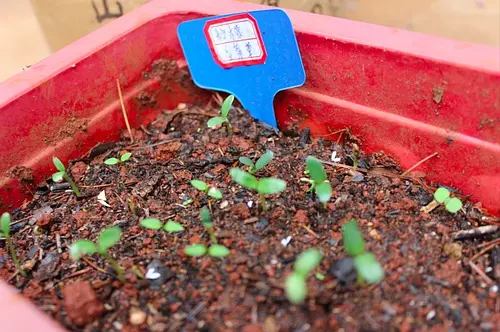 Lemon fragrance mackerel cultivation techniques