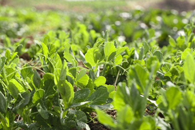 豌豆苗种植技术