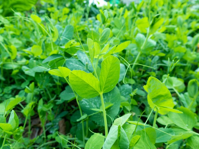 豌豆苗种植技术