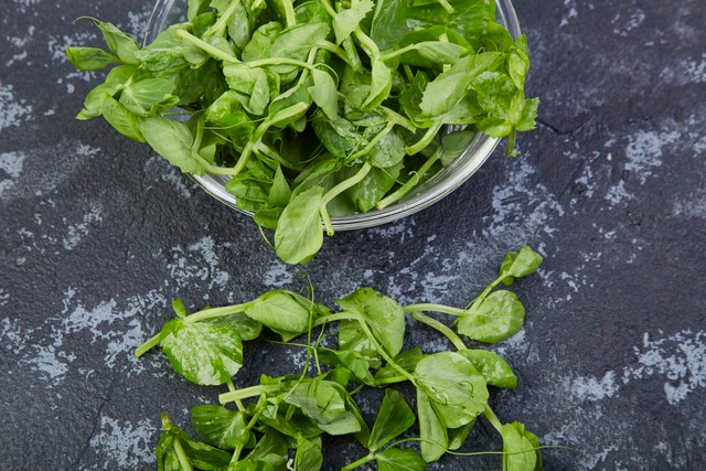 豌豆苗种植技术