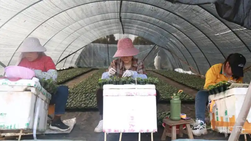湖南永州：“订单式”育苗让西瓜大镇忙不停