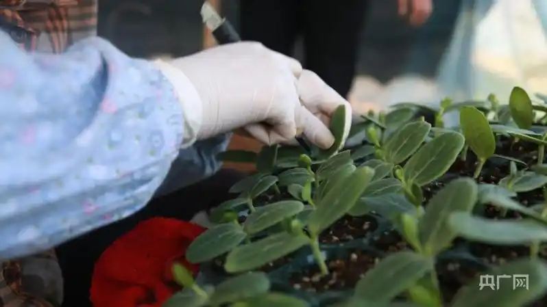 黑美人西瓜种植技术