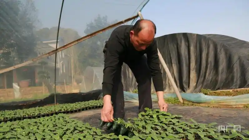 黑美人西瓜种植技术