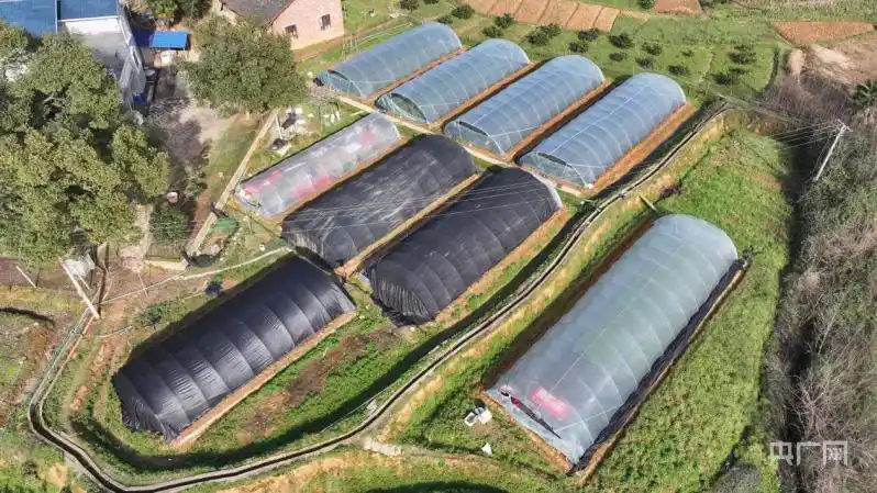 黑美人西瓜种植技术