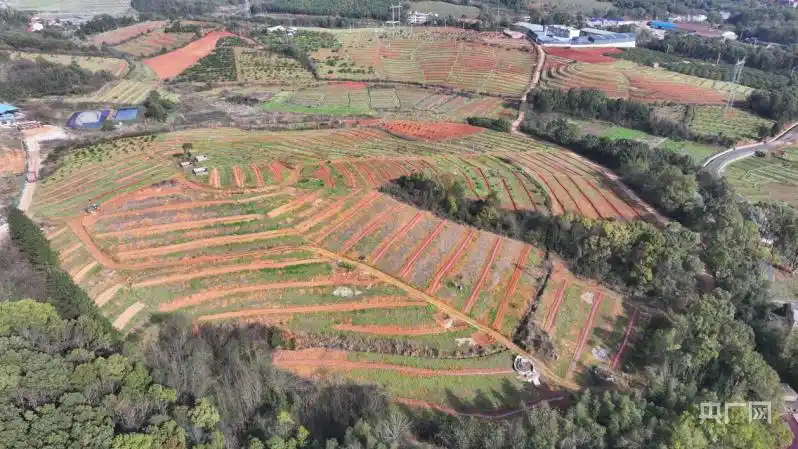 黑美人西瓜种植技术