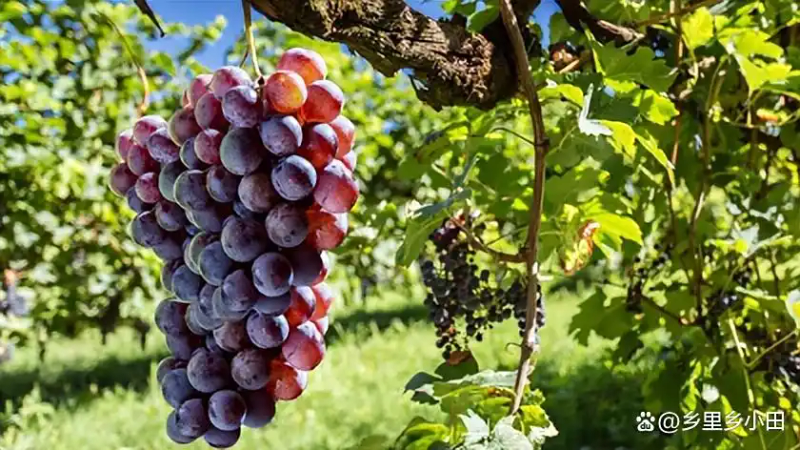 云南巨峰葡萄种植技术图片
