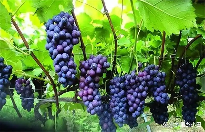 云南巨峰葡萄种植技术图片