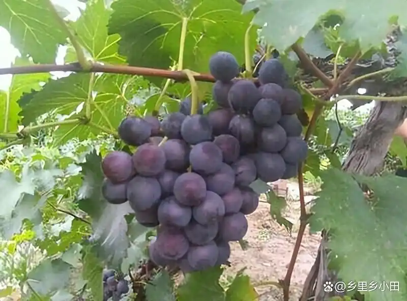 云南巨峰葡萄种植技术图片
