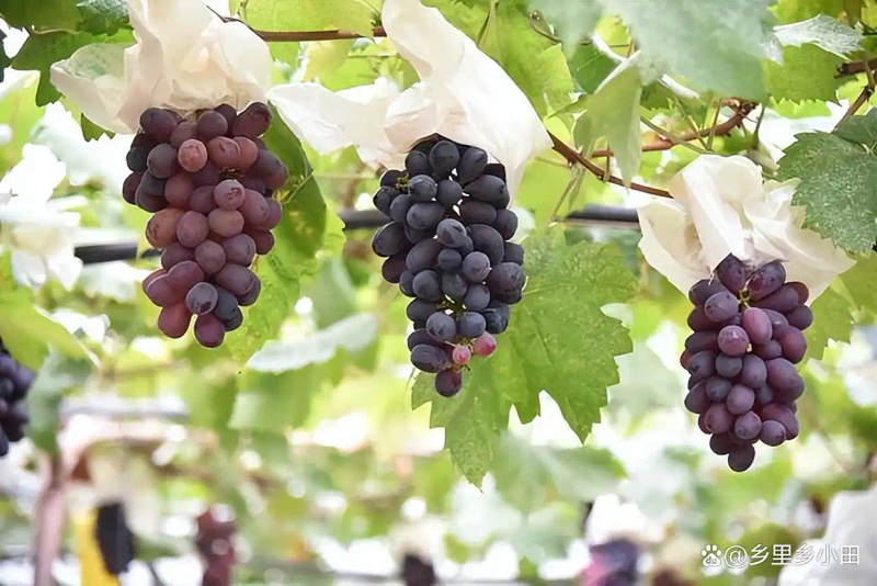 云南巨峰葡萄种植技术图片