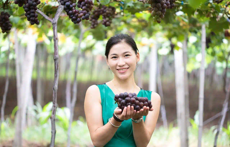 云南巨峰葡萄种植技术图片