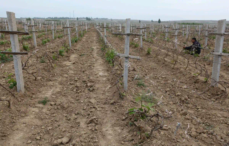 云南巨峰葡萄种植技术图片