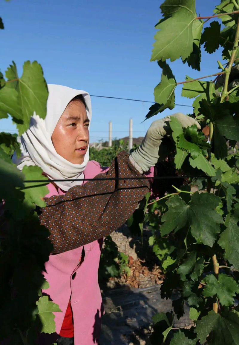 云南巨峰葡萄种植技术图片