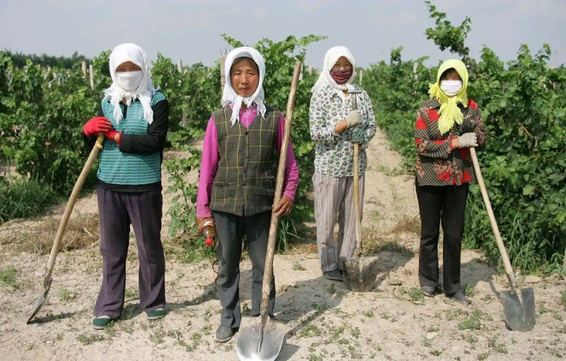 云南巨峰葡萄种植技术图片