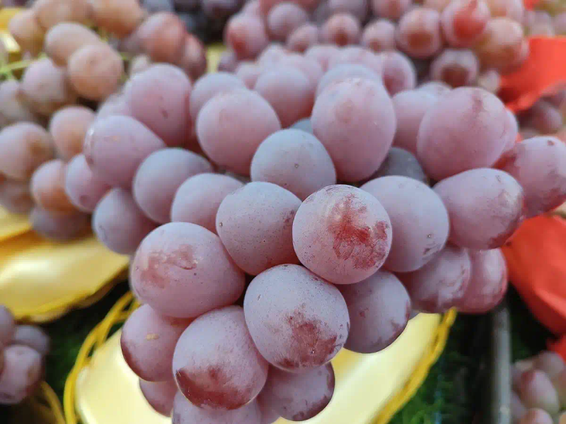 云南巨峰葡萄种植技术图片