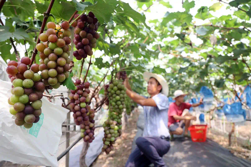云南巨峰葡萄种植技术图片