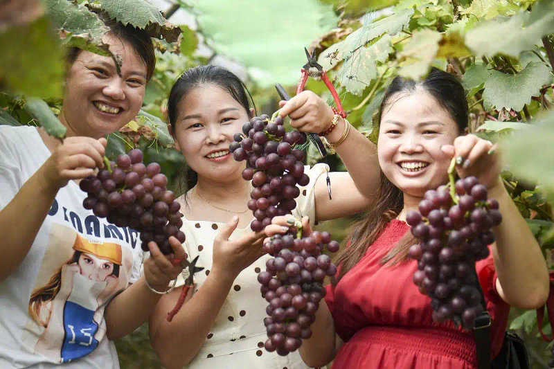 云南巨峰葡萄种植技术图片