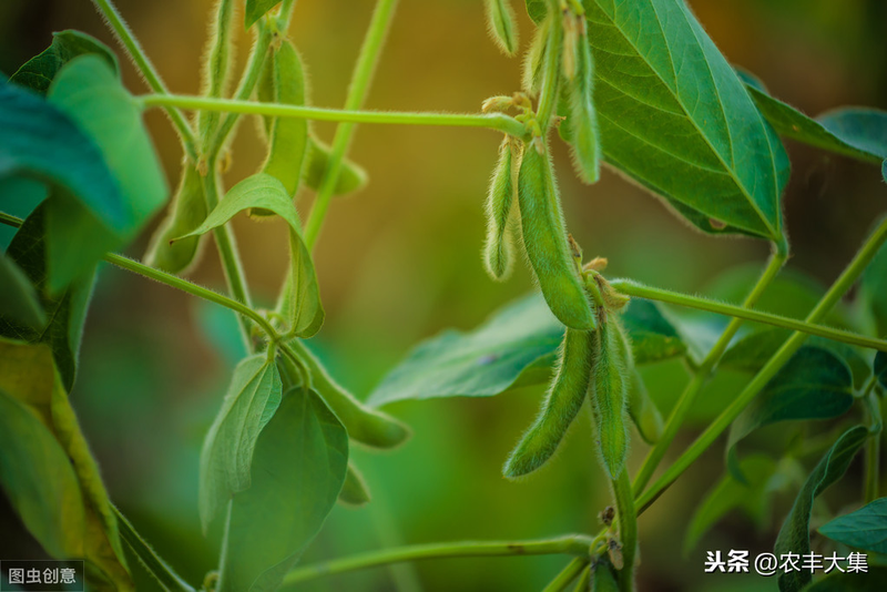 毛豆的种植方法