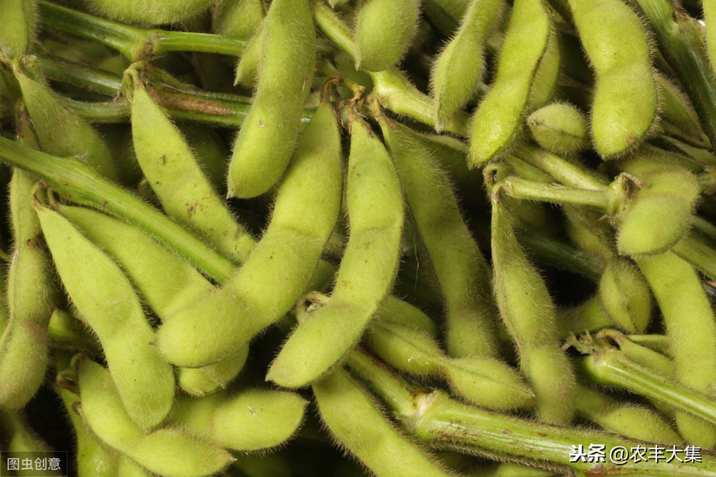 毛豆的种植方法