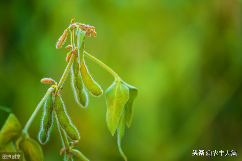 毛豆的种植方法