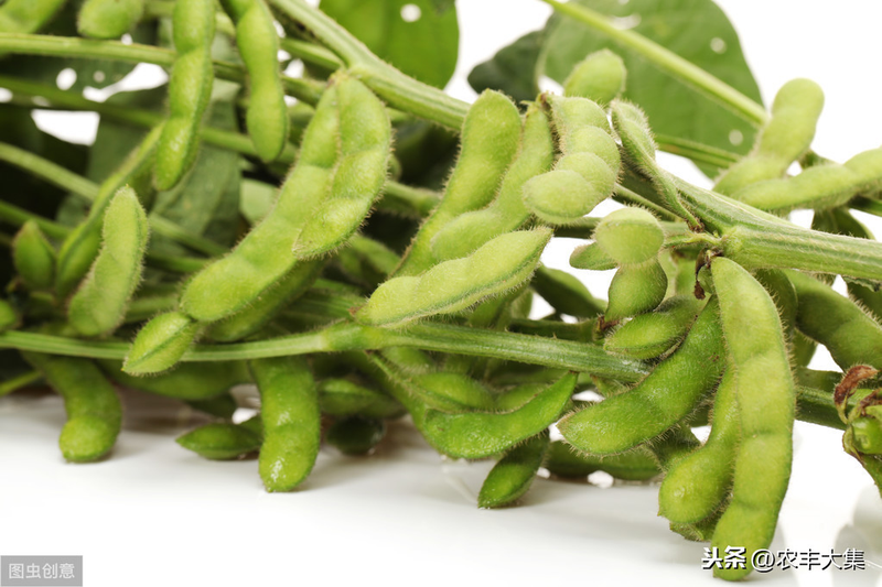 毛豆的种植方法