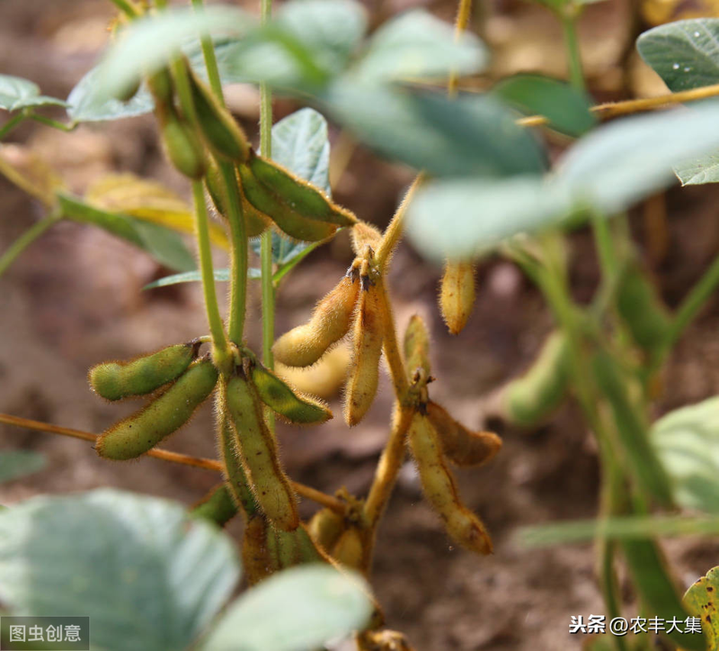 毛豆的种植方法