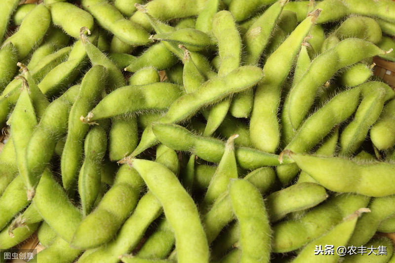 毛豆的种植方法